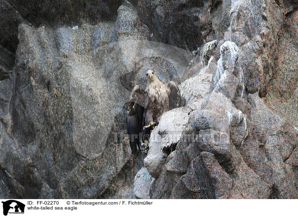white-tailed sea eagle / FF-02270