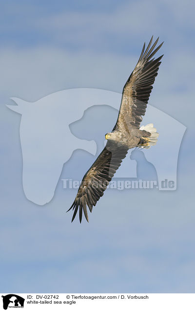 white-tailed sea eagle / DV-02742