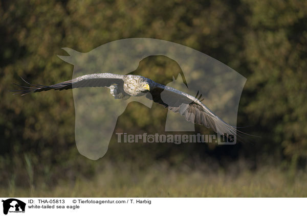 white-tailed sea eagle / THA-05813