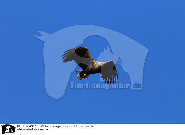 white-tailed sea eagle / FF-04311