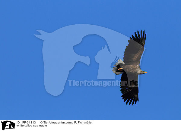 white-tailed sea eagle / FF-04313