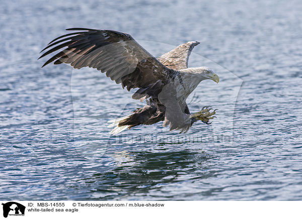 Seeadler / white-tailed sea eagle / MBS-14555