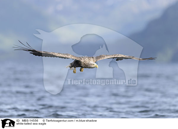 Seeadler / white-tailed sea eagle / MBS-14556