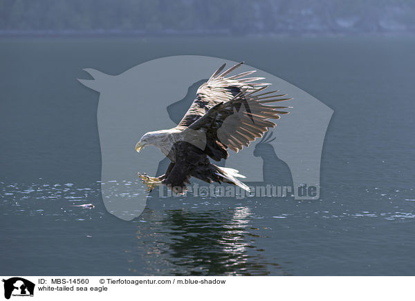 Seeadler / white-tailed sea eagle / MBS-14560