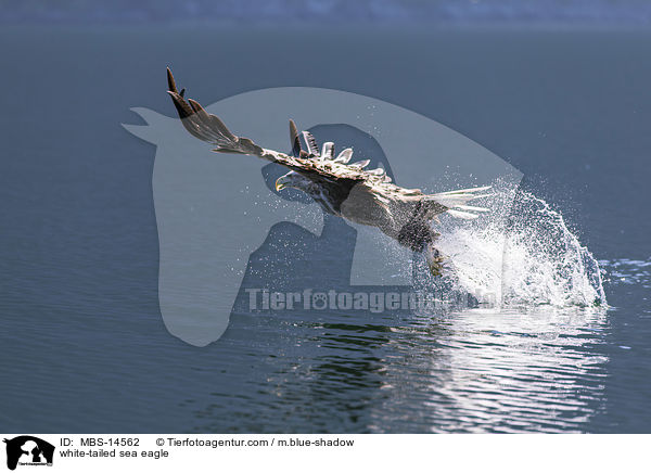 Seeadler / white-tailed sea eagle / MBS-14562