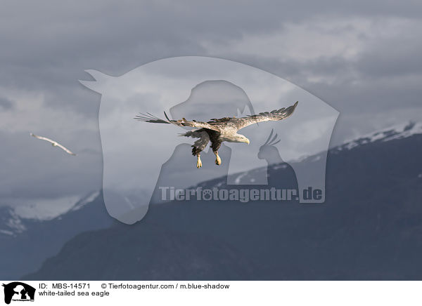 Seeadler / white-tailed sea eagle / MBS-14571