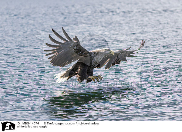 Seeadler / white-tailed sea eagle / MBS-14574