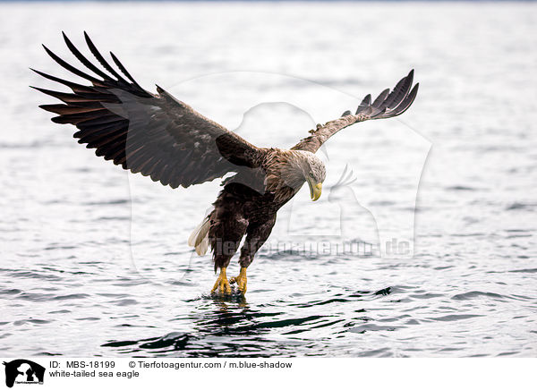 Seeadler / white-tailed sea eagle / MBS-18199