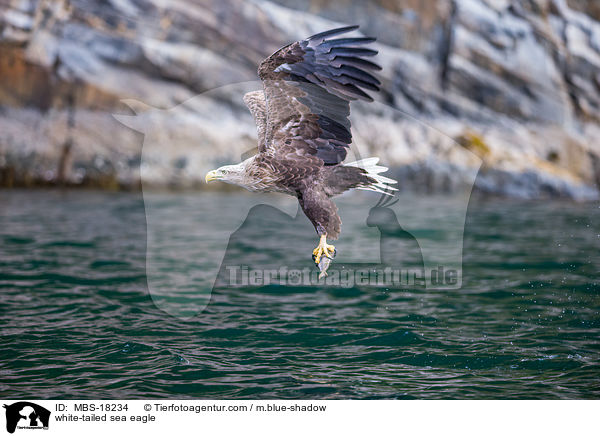 Seeadler / white-tailed sea eagle / MBS-18234