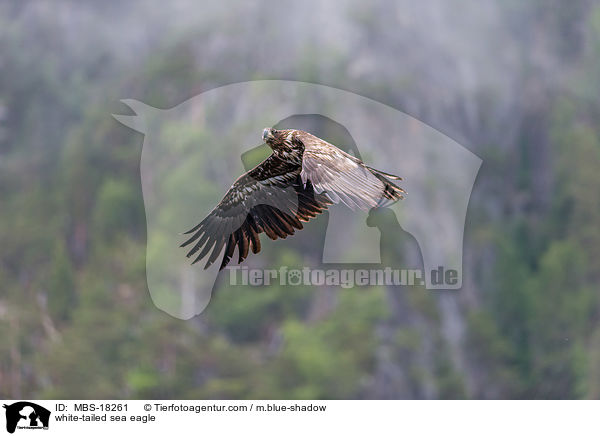 Seeadler / white-tailed sea eagle / MBS-18261