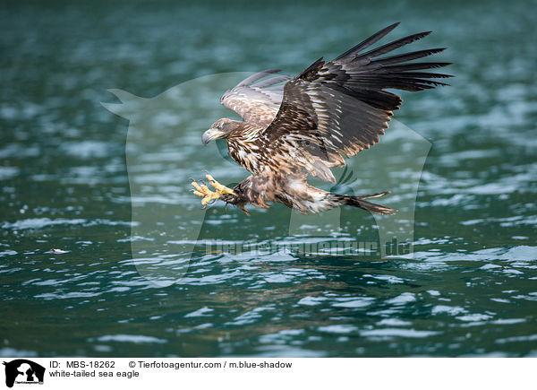 Seeadler / white-tailed sea eagle / MBS-18262