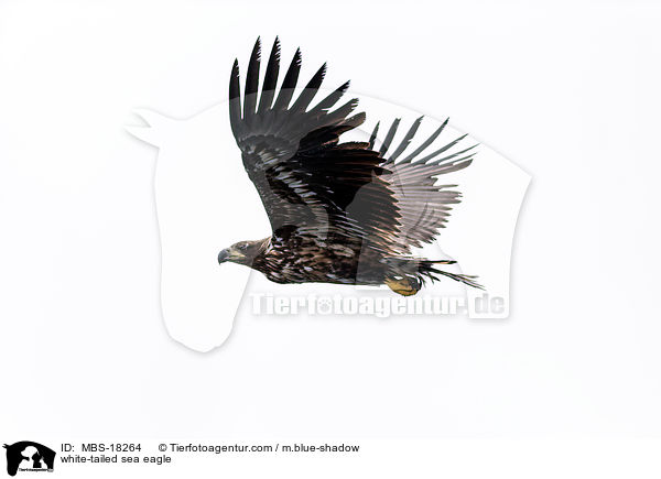 white-tailed sea eagle / MBS-18264