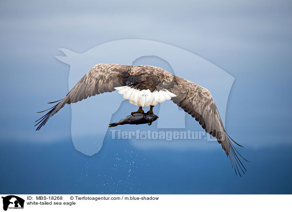 Seeadler / white-tailed sea eagle / MBS-18268