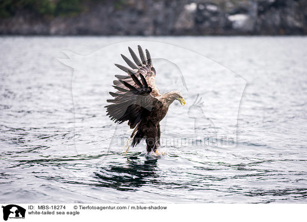 white-tailed sea eagle / MBS-18274