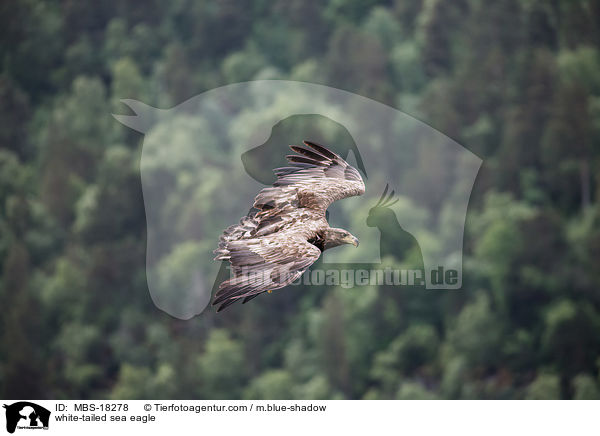 Seeadler / white-tailed sea eagle / MBS-18278