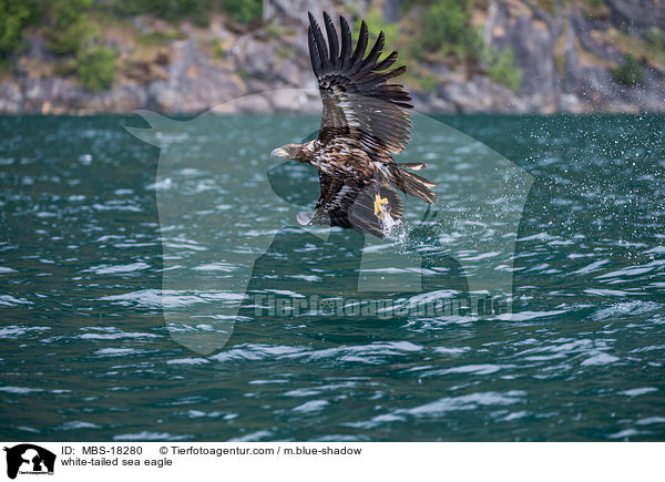 white-tailed sea eagle / MBS-18280
