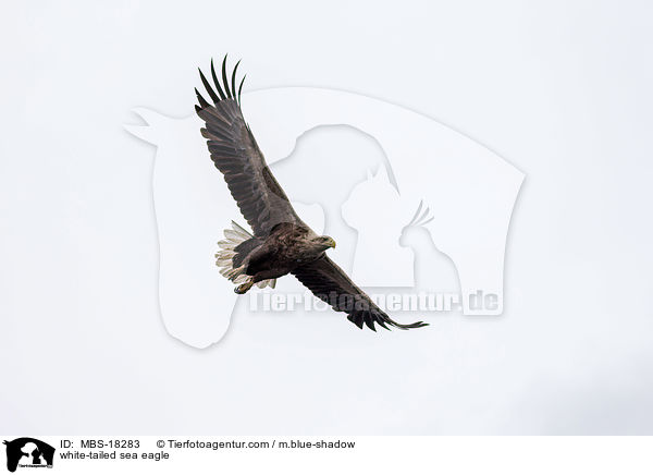 Seeadler / white-tailed sea eagle / MBS-18283