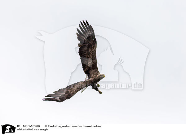 Seeadler / white-tailed sea eagle / MBS-18286