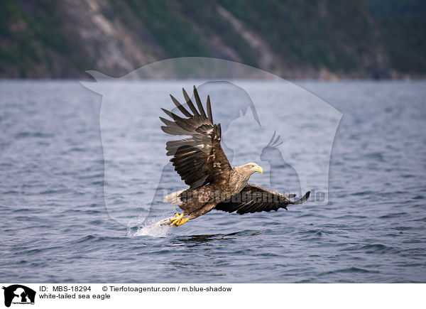 Seeadler / white-tailed sea eagle / MBS-18294