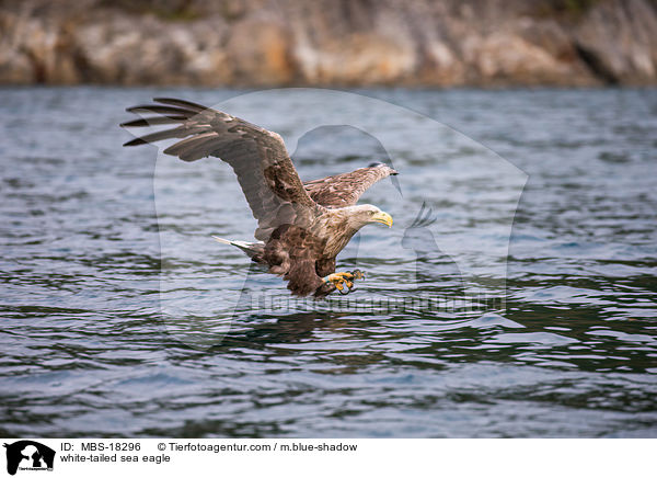 Seeadler / white-tailed sea eagle / MBS-18296