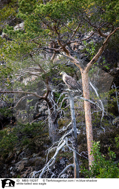 Seeadler / white-tailed sea eagle / MBS-18297