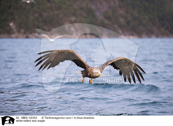 Seeadler / white-tailed sea eagle / MBS-18302