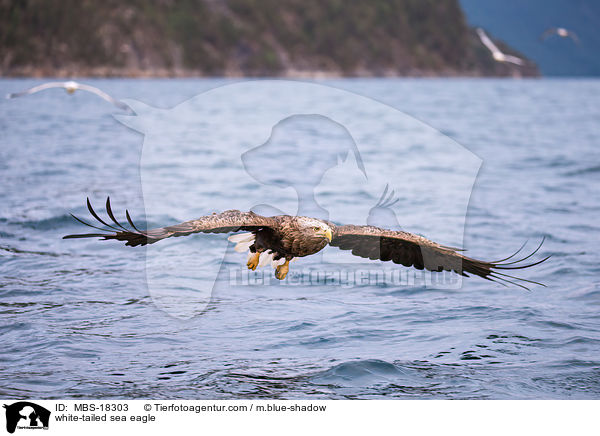 Seeadler / white-tailed sea eagle / MBS-18303