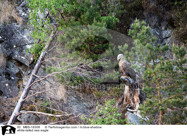 Seeadler / white-tailed sea eagle / MBS-18306