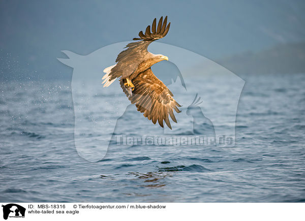 Seeadler / white-tailed sea eagle / MBS-18316