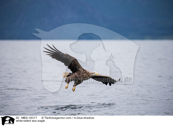 Seeadler / white-tailed sea eagle / MBS-18317