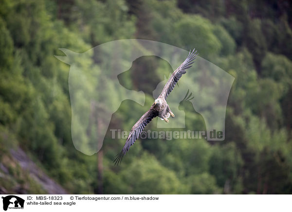 Seeadler / white-tailed sea eagle / MBS-18323