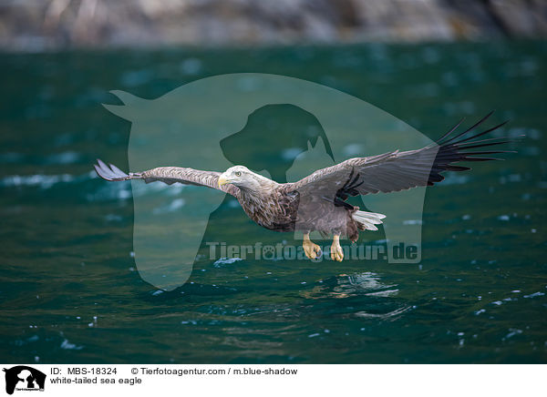 Seeadler / white-tailed sea eagle / MBS-18324