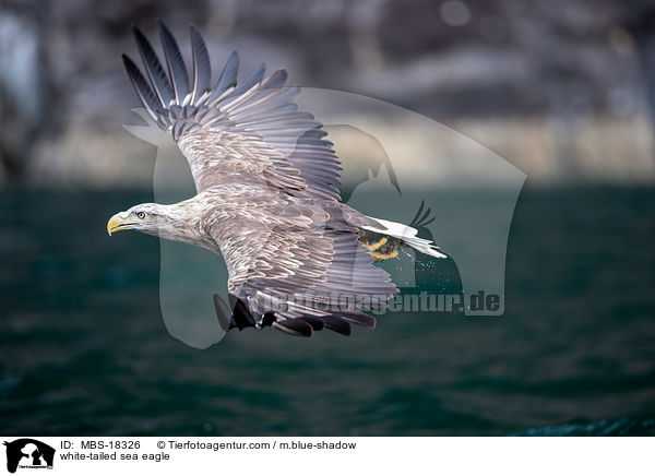 Seeadler / white-tailed sea eagle / MBS-18326