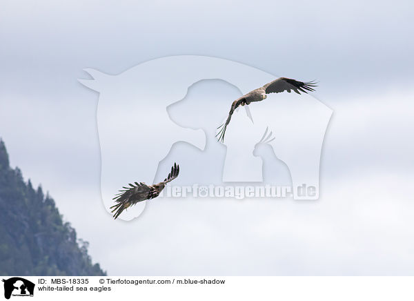 Seeadler / white-tailed sea eagles / MBS-18335
