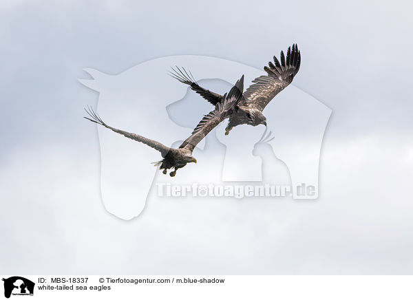 Seeadler / white-tailed sea eagles / MBS-18337