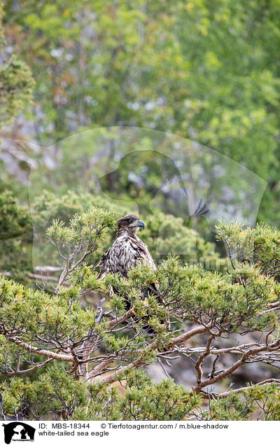 Seeadler / white-tailed sea eagle / MBS-18344
