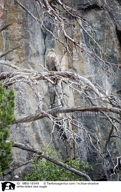 Seeadler / white-tailed sea eagle / MBS-18349
