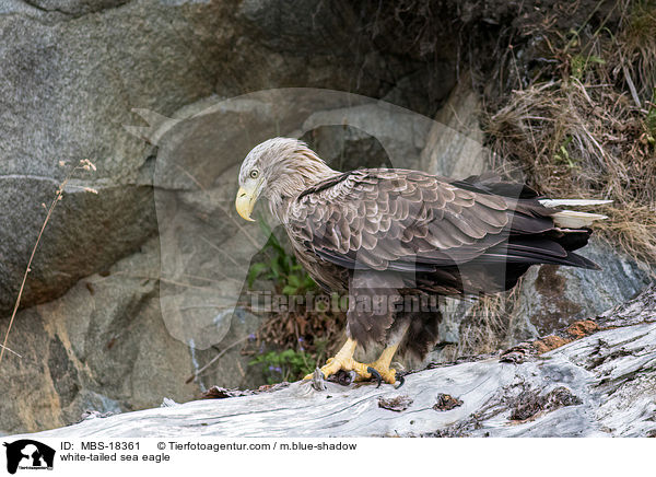 Seeadler / white-tailed sea eagle / MBS-18361