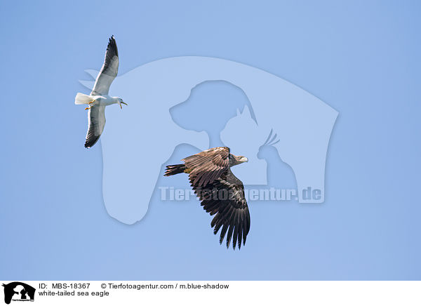 Seeadler / white-tailed sea eagle / MBS-18367