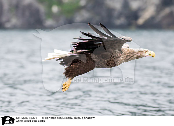 Seeadler / white-tailed sea eagle / MBS-18371
