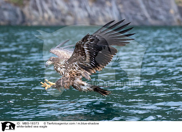 Seeadler / white-tailed sea eagle / MBS-18373