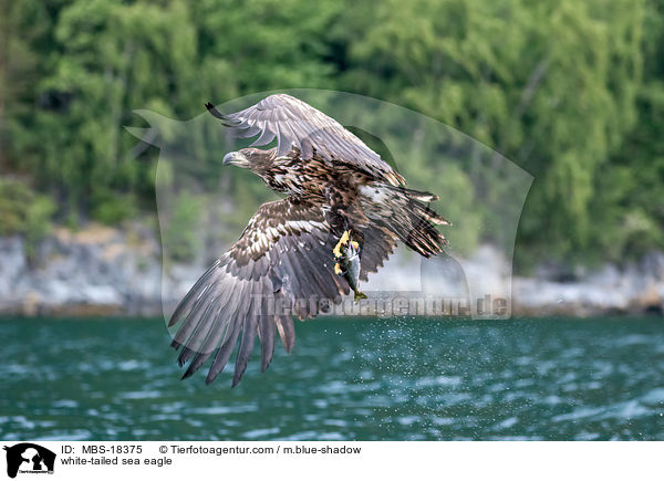 Seeadler / white-tailed sea eagle / MBS-18375