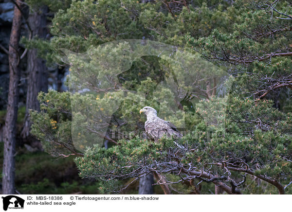 Seeadler / white-tailed sea eagle / MBS-18386