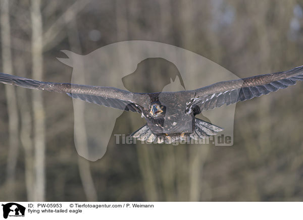flying white-tailed eagle / PW-05953