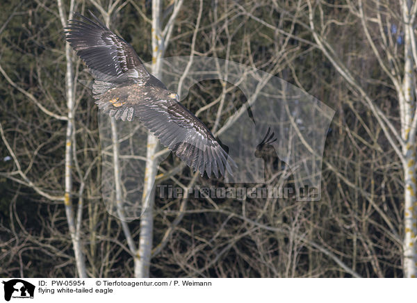 flying white-tailed eagle / PW-05954