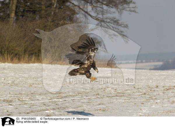 fliegender Seeadler / flying white-tailed eagle / PW-05965