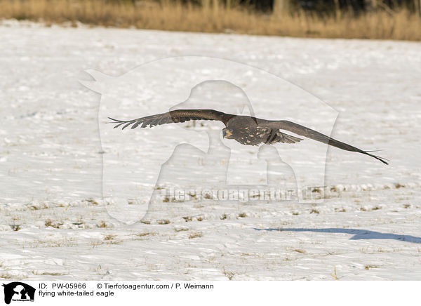 fliegender Seeadler / flying white-tailed eagle / PW-05966