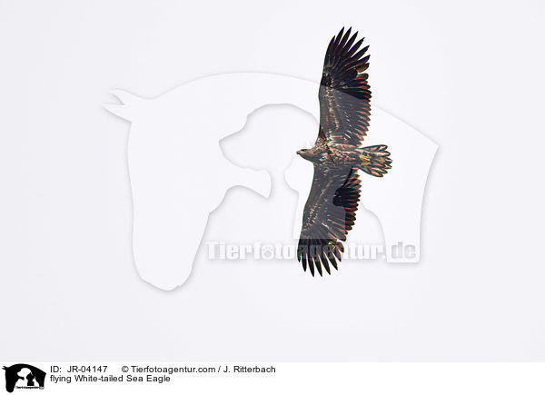 fliegender Seeadler / flying White-tailed Sea Eagle / JR-04147