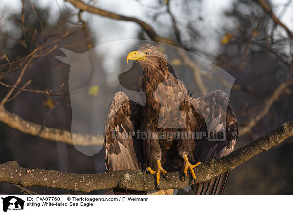 sitzender Seeadler / sitting White-tailed Sea Eagle / PW-07760
