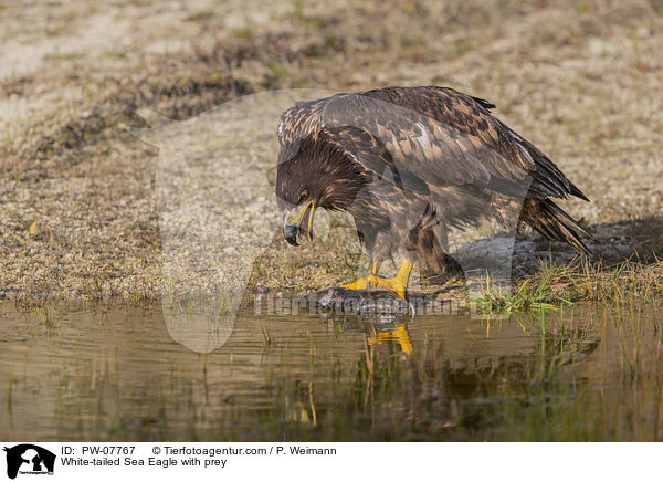 Seeadler mit Beute / White-tailed Sea Eagle with prey / PW-07767
